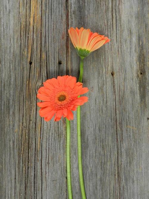 MARINELLA ORANGE GERBERA